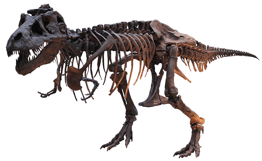 T-Rex Skeleton