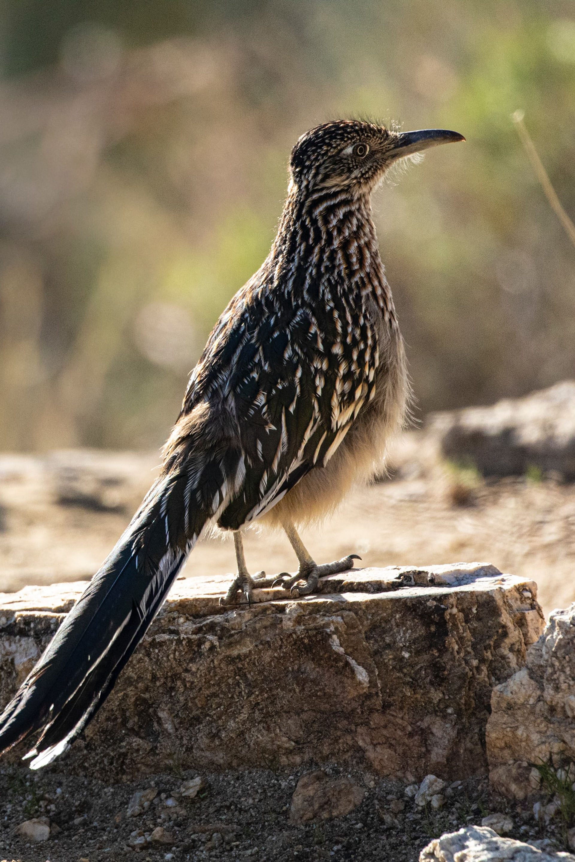 Desert Bird