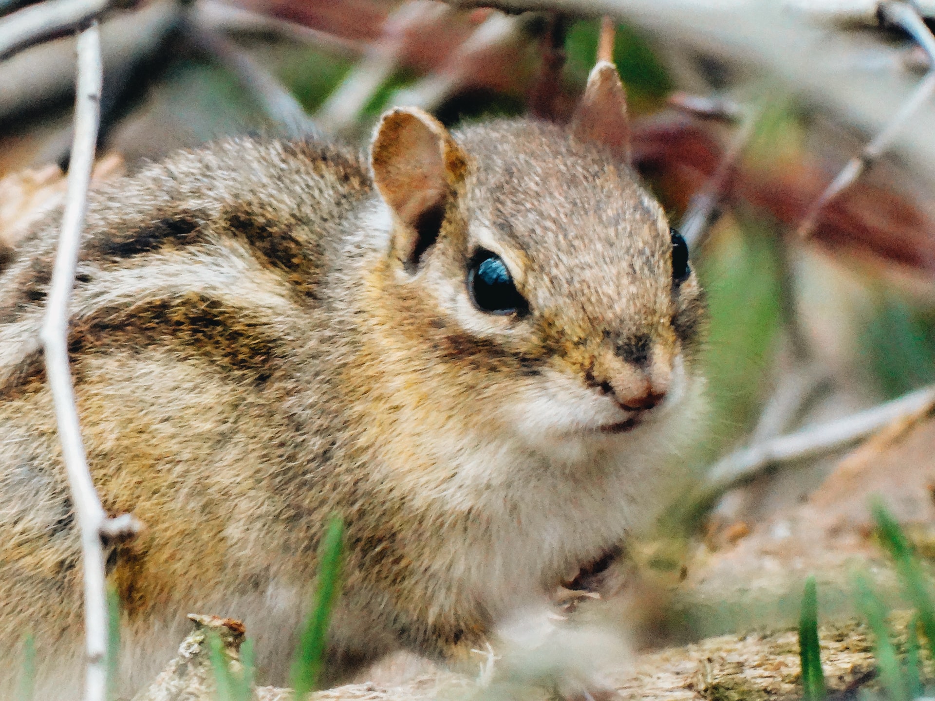 Chipmunk