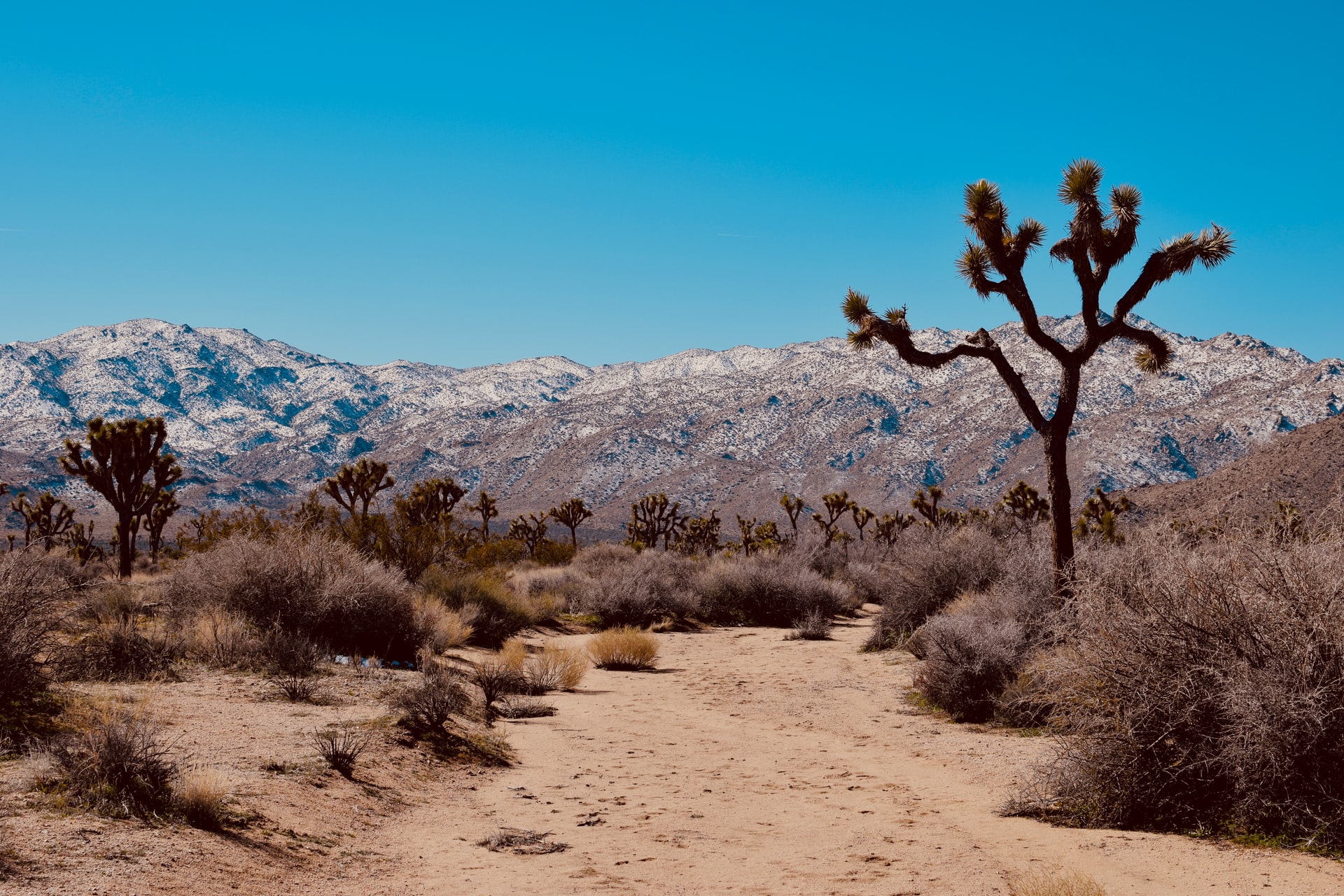 Desert Plants