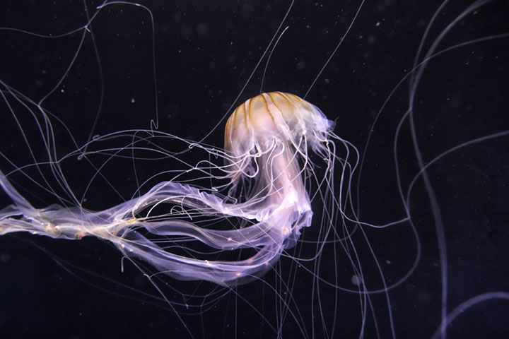 Jellyfish