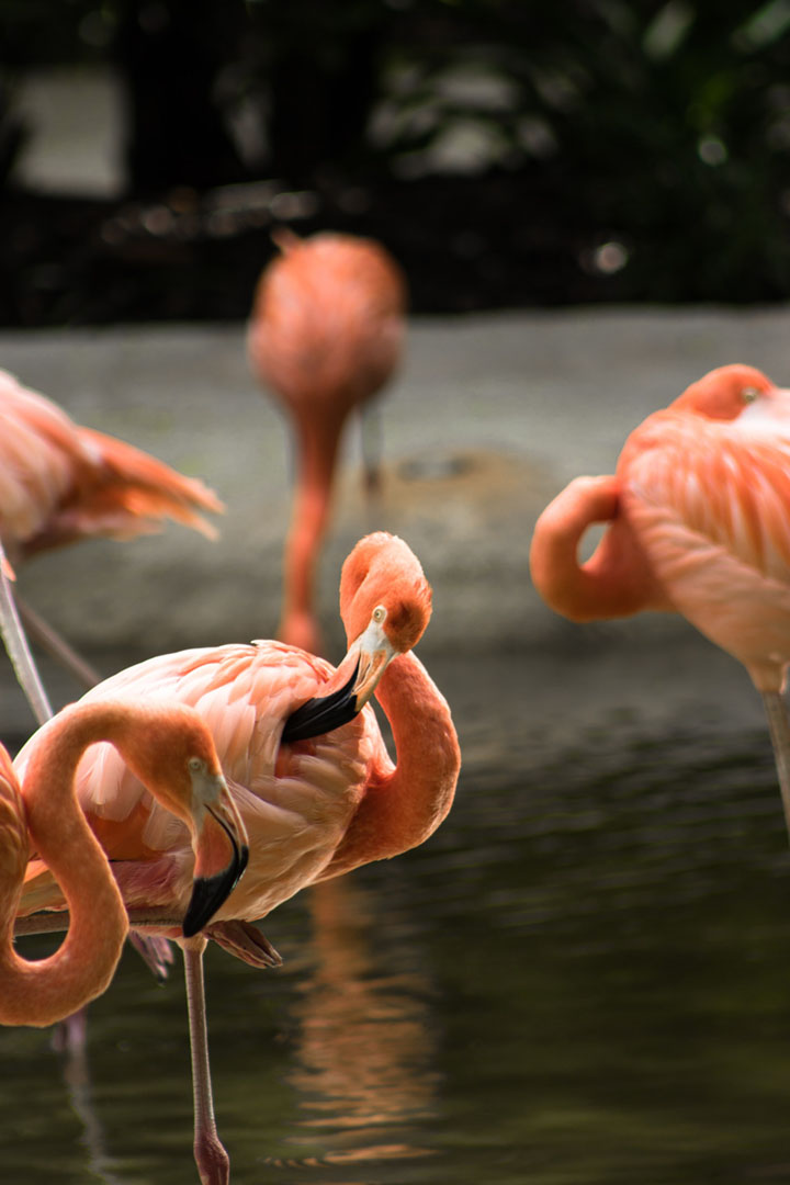 Flamingos