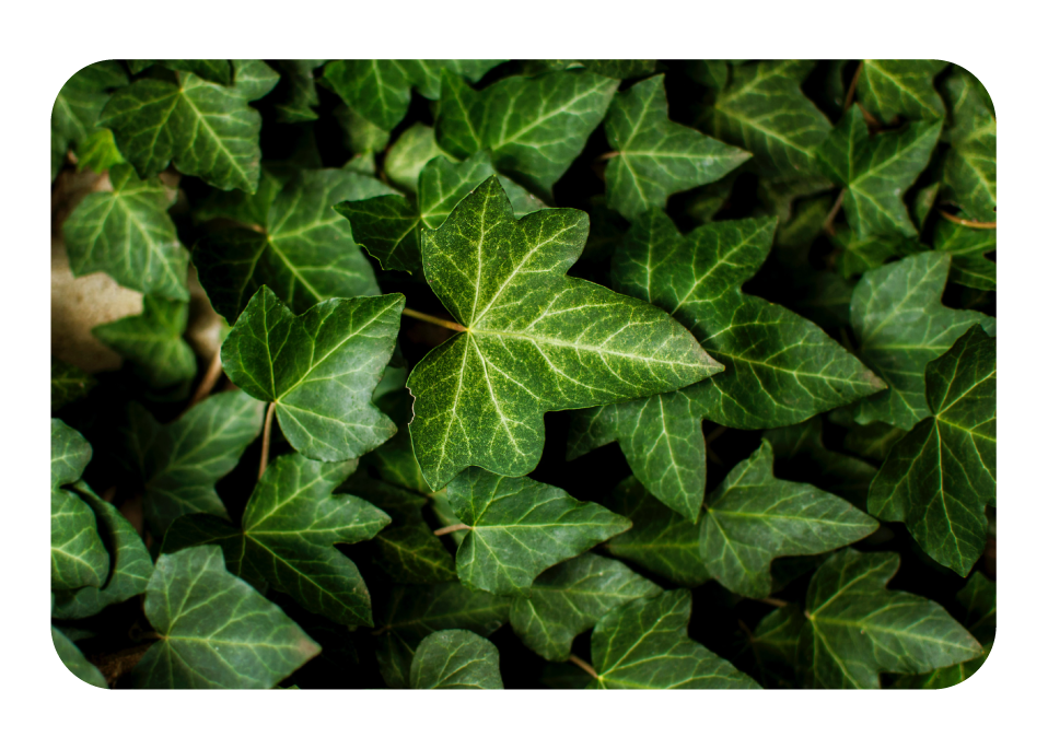 English Ivy