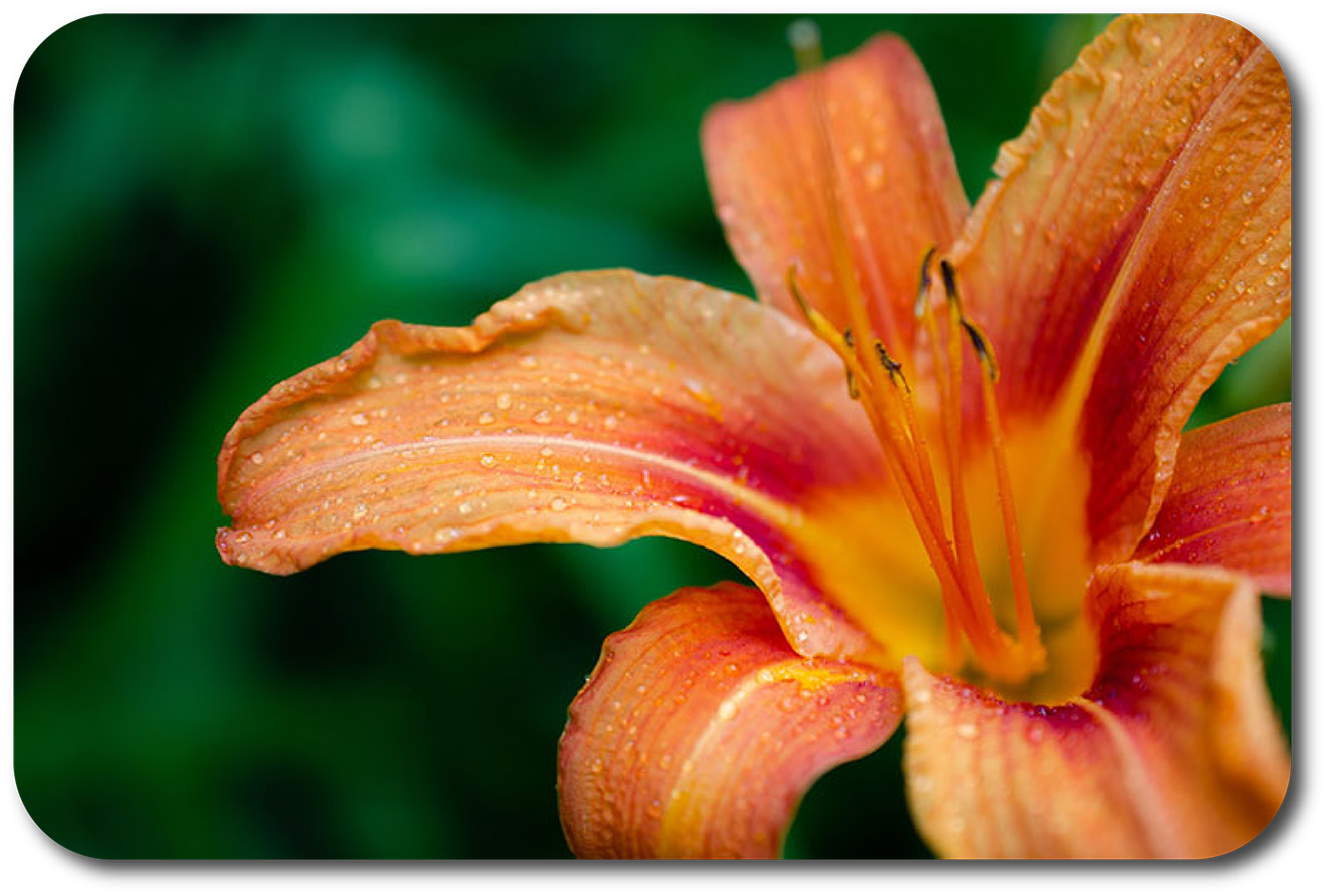 Orange Daylily