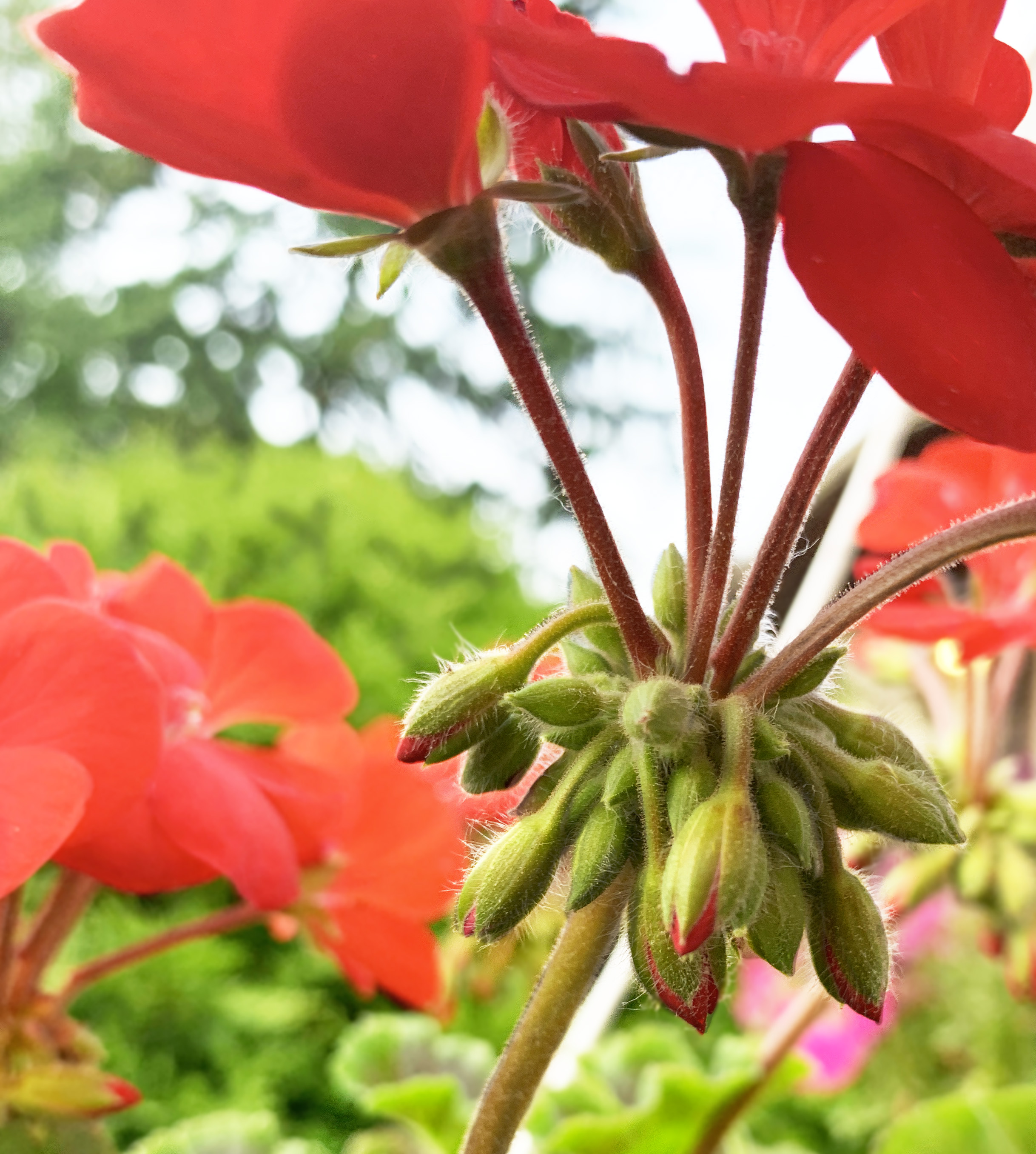 Geraniums